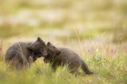 Arctic Fox Cubs playing